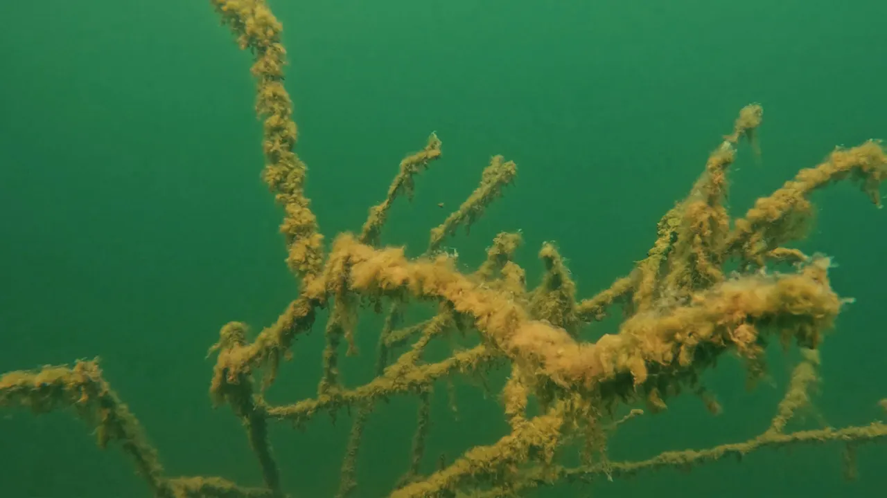 Versunkene, mit Algen bewachsene Äste im grünen Wasser eines Sees