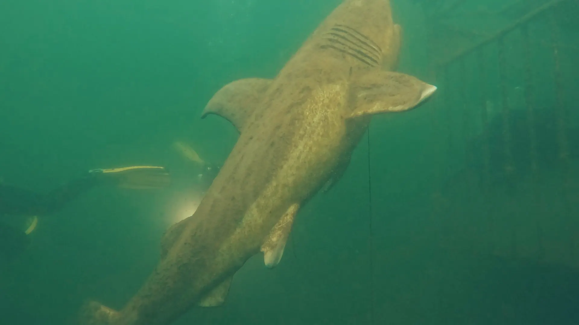 Ein großer Fisch schwimmt im grünen Wasser eines Baggersees knapp über dem Grund