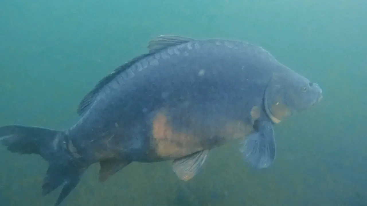 Ein Spiegelkarpfen schwebt im trüben, grünlichen Wasser eines Sees