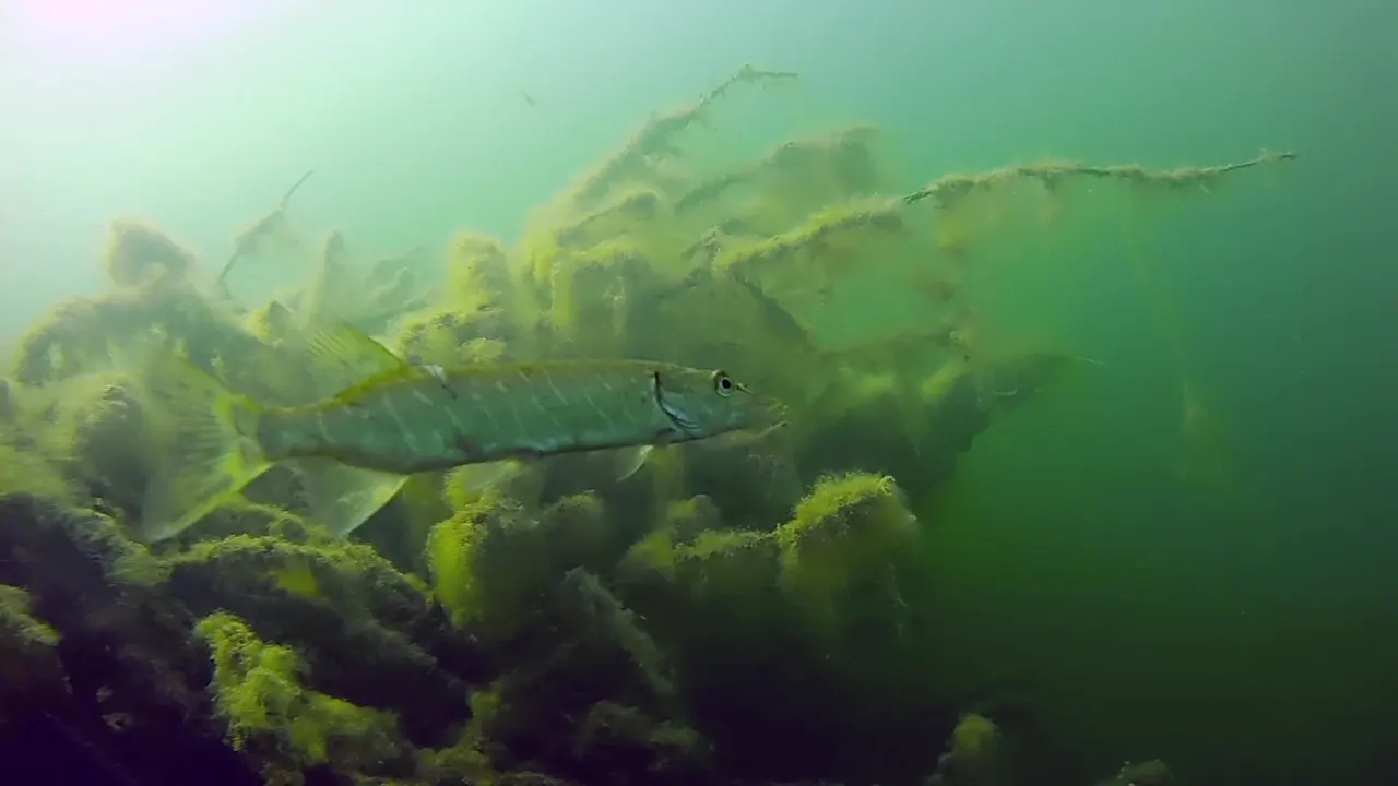 Freitaucher & Fische nach Feierabend